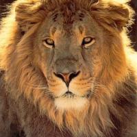 THE  LIFE OF THE LION: FIVE LESSONS LEADERS CAN LEARN FROM LIONS