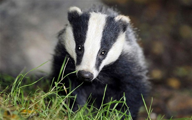 Life Lessons: Five Leadership lessons from Badgers – Thoughtivity. com